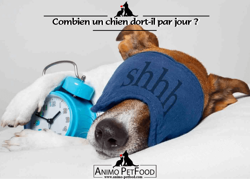 Combien un chien dort-il par jour 